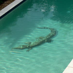 Crocodile Mosaic Mural Picture Tiled On Bottom Of Pool